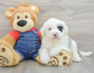 5 week old Mini Sheepadoodle Puppy For Sale - Seaside Pups