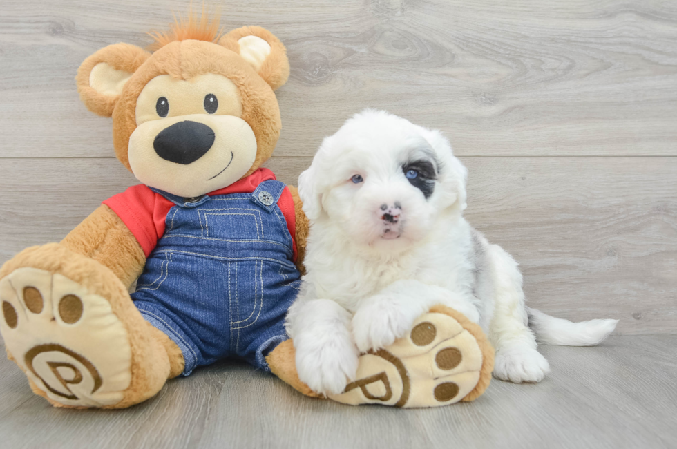 5 week old Mini Sheepadoodle Puppy For Sale - Seaside Pups