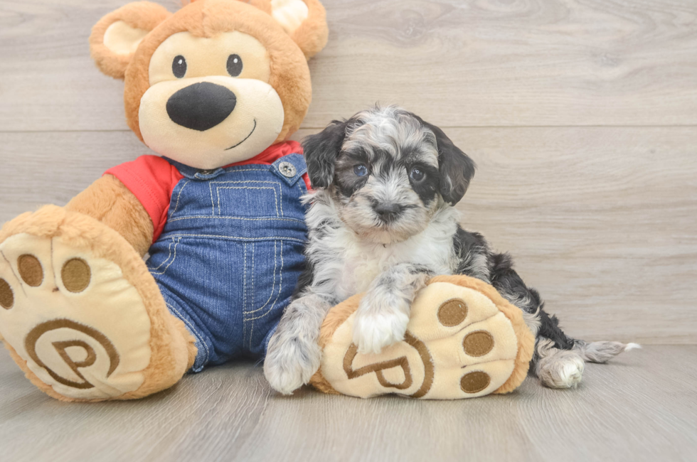 5 week old Mini Sheepadoodle Puppy For Sale - Seaside Pups