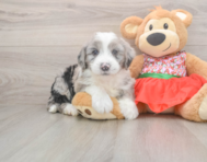 5 week old Mini Sheepadoodle Puppy For Sale - Seaside Pups