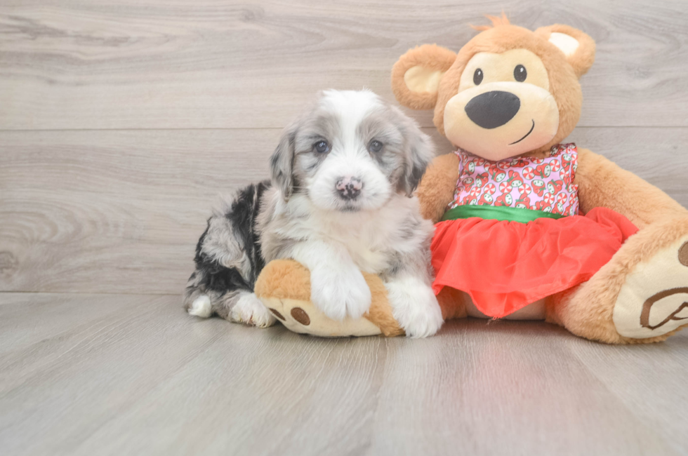 5 week old Mini Sheepadoodle Puppy For Sale - Seaside Pups