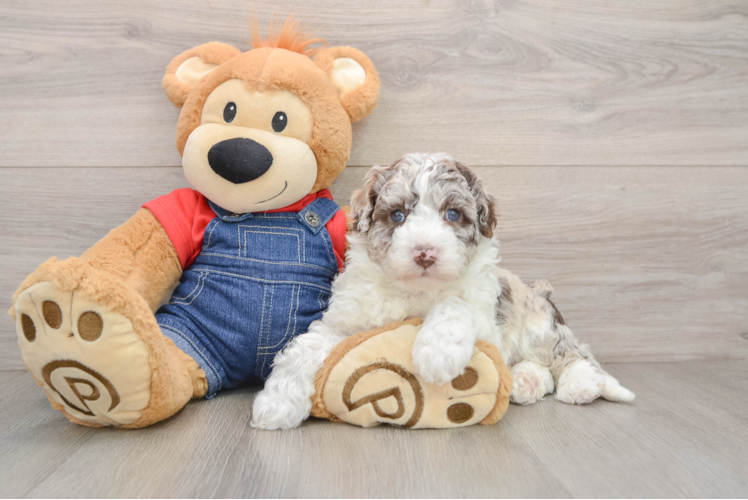 Sweet Mini Sheepadoodle Baby