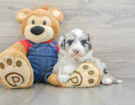 5 week old Mini Sheepadoodle Puppy For Sale - Seaside Pups