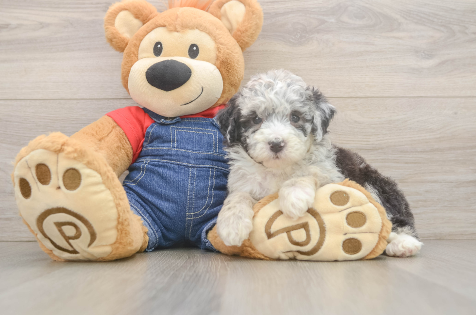5 week old Mini Sheepadoodle Puppy For Sale - Seaside Pups