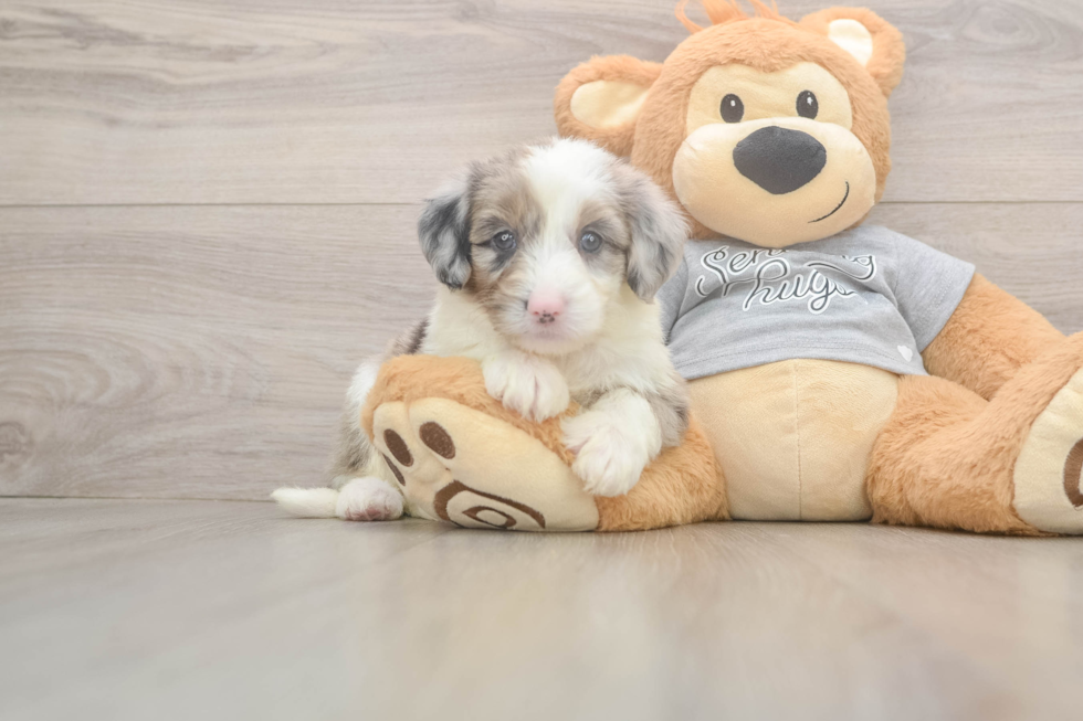 Petite Mini Sheepadoodle Poodle Mix Pup