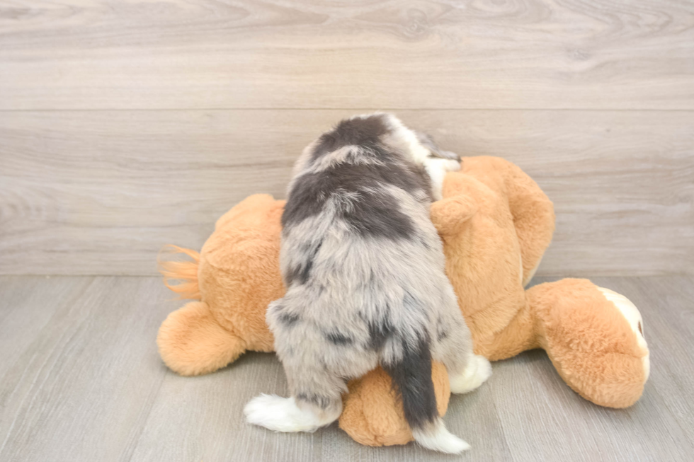 Funny Mini Sheepadoodle Poodle Mix Pup