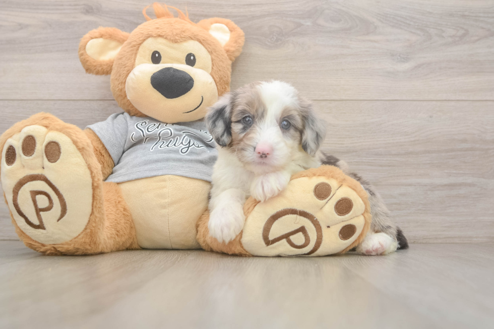 Fluffy Mini Sheepadoodle Poodle Mix Pup