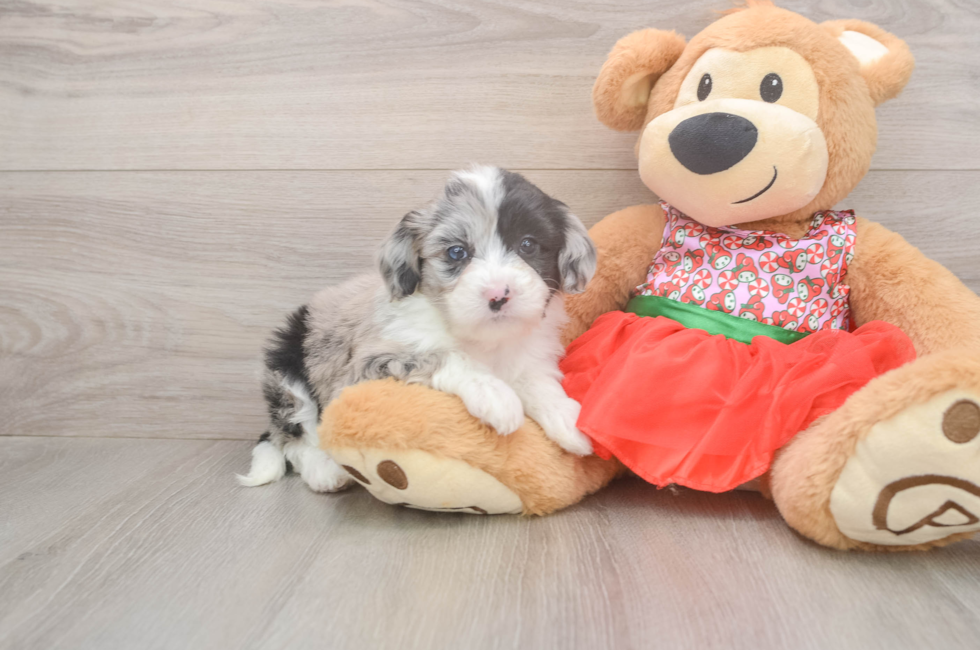 5 week old Mini Sheepadoodle Puppy For Sale - Seaside Pups