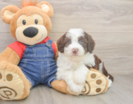 5 week old Mini Sheepadoodle Puppy For Sale - Seaside Pups
