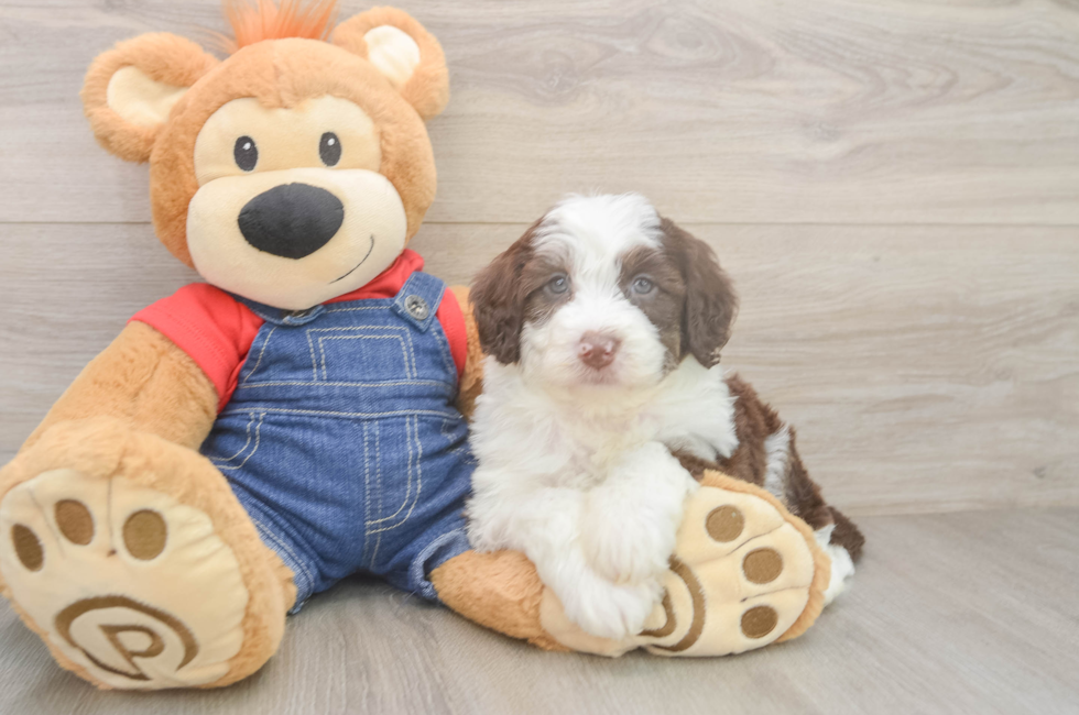 5 week old Mini Sheepadoodle Puppy For Sale - Seaside Pups