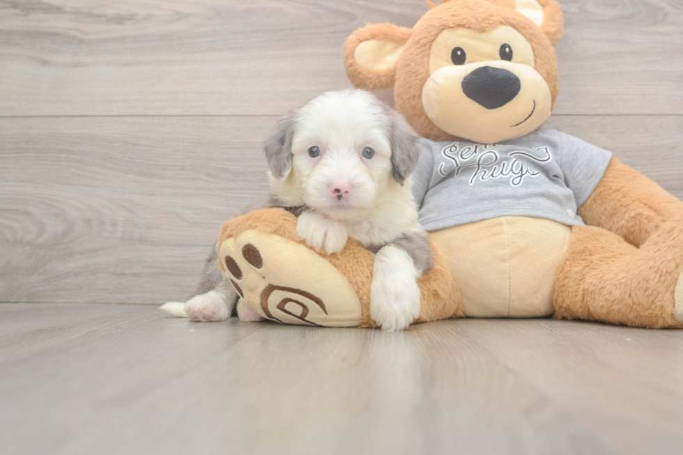 Best Mini Sheepadoodle Baby