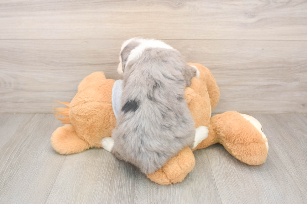Mini Sheepadoodle Pup Being Cute
