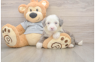 Hypoallergenic Sheep a Poo Poodle Mix Puppy