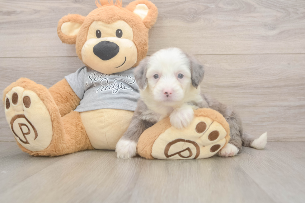 Hypoallergenic Sheep a Poo Poodle Mix Puppy