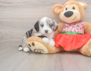 7 week old Mini Sheepadoodle Puppy For Sale - Seaside Pups