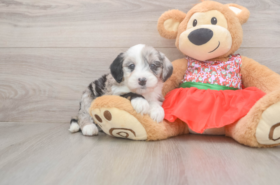 5 week old Mini Sheepadoodle Puppy For Sale - Seaside Pups