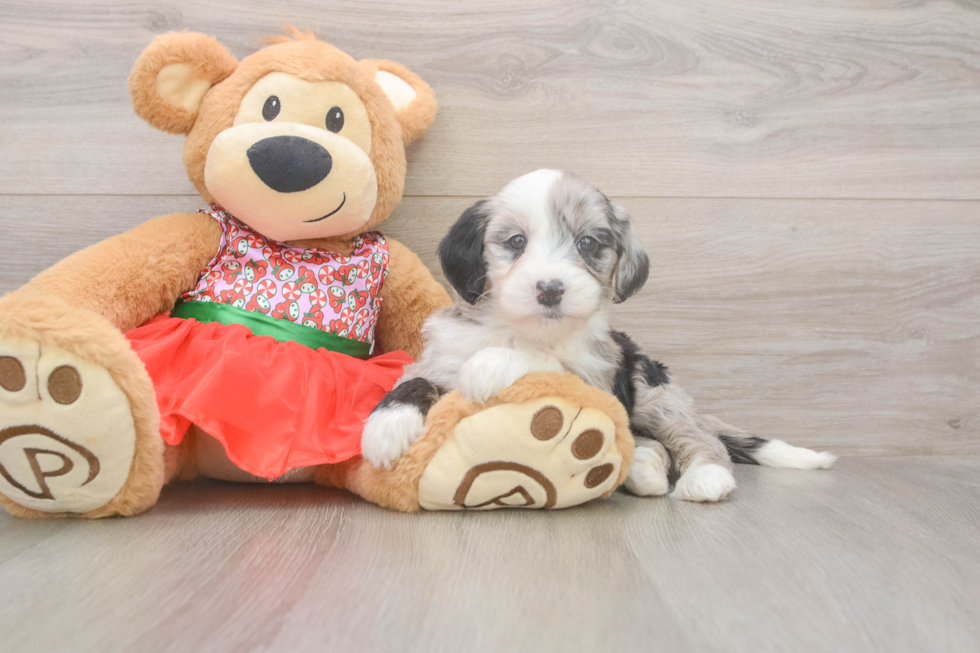 Mini Sheepadoodle Puppy for Adoption