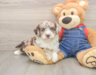 5 week old Mini Sheepadoodle Puppy For Sale - Seaside Pups