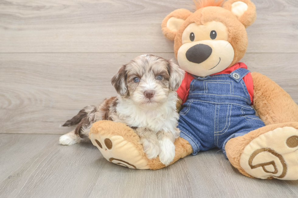 5 week old Mini Sheepadoodle Puppy For Sale - Seaside Pups