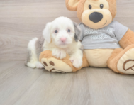 8 week old Mini Sheepadoodle Puppy For Sale - Seaside Pups