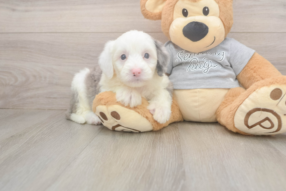 Happy Mini Sheepadoodle Baby