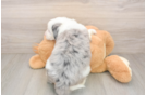 Cute Mini Sheepadoodle Baby