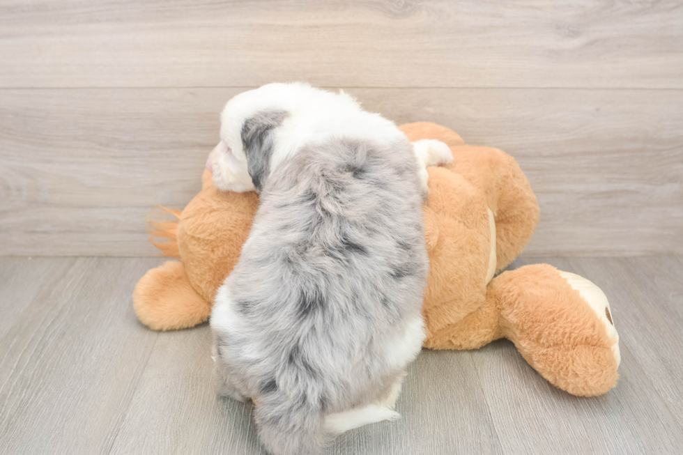Cute Mini Sheepadoodle Baby