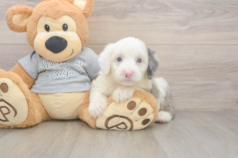 Best Mini Sheepadoodle Baby