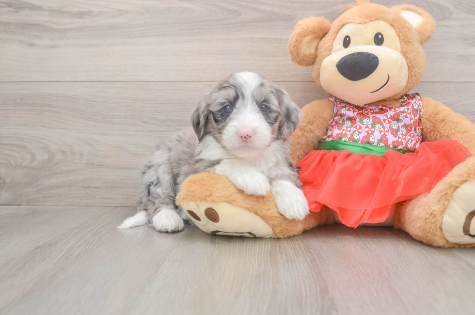 5 week old Mini Sheepadoodle Puppy For Sale - Seaside Pups