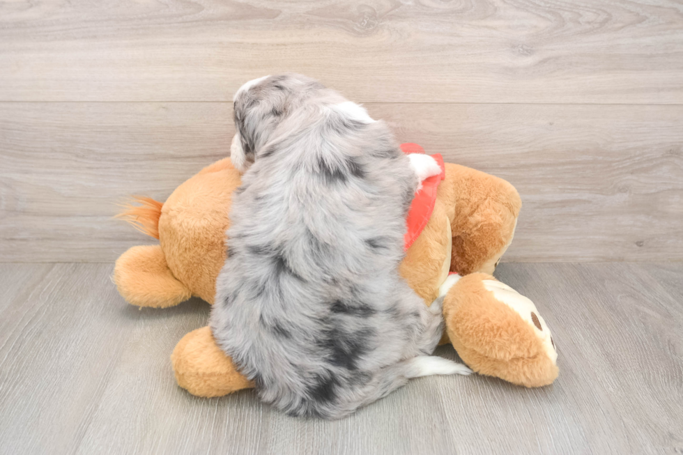 Friendly Mini Sheepadoodle Baby