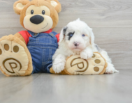 4 week old Mini Sheepadoodle Puppy For Sale - Seaside Pups