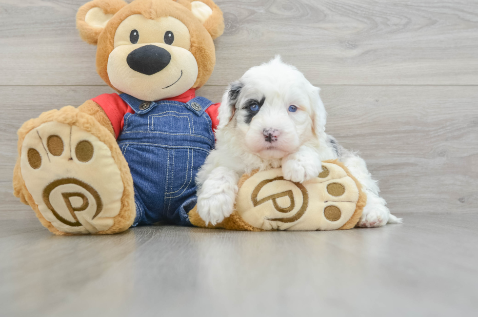 8 week old Mini Sheepadoodle Puppy For Sale - Seaside Pups