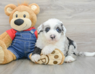 5 week old Mini Sheepadoodle Puppy For Sale - Seaside Pups