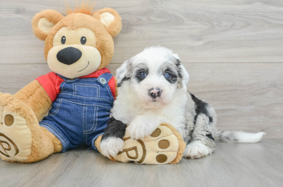 7 week old Mini Sheepadoodle Puppy For Sale - Seaside Pups