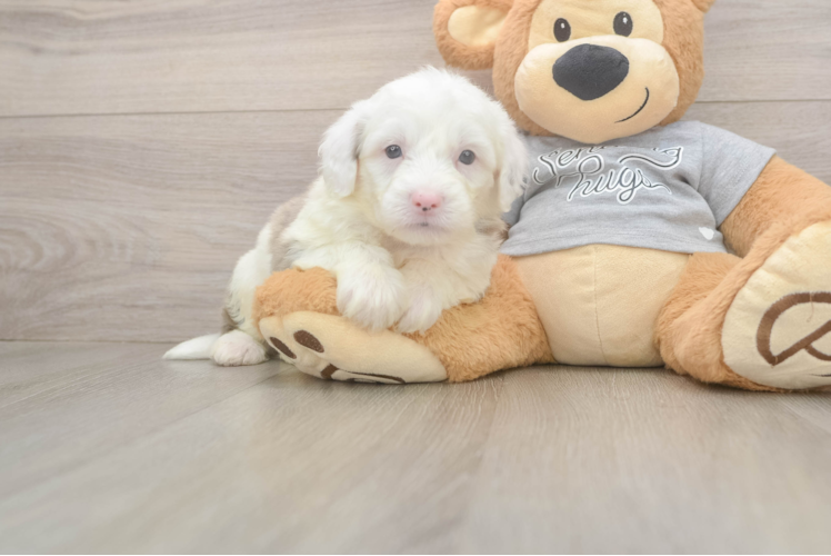 Mini Sheepadoodle Puppy for Adoption