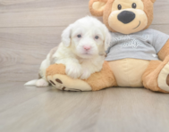 6 week old Mini Sheepadoodle Puppy For Sale - Seaside Pups