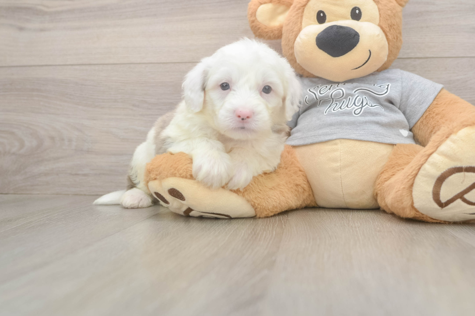 Mini Sheepadoodle Puppy for Adoption