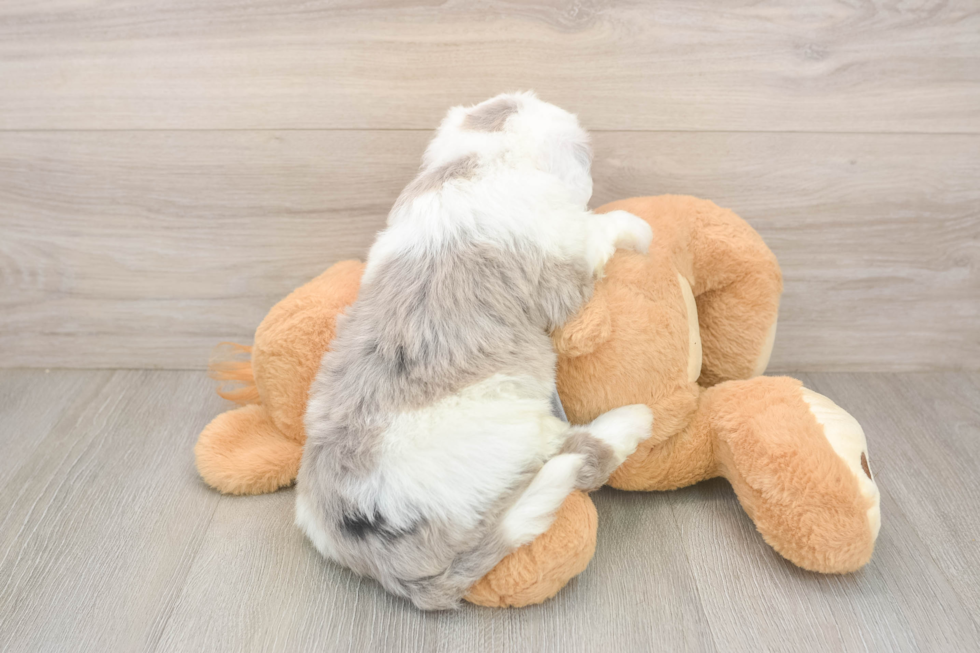 Happy Mini Sheepadoodle Baby