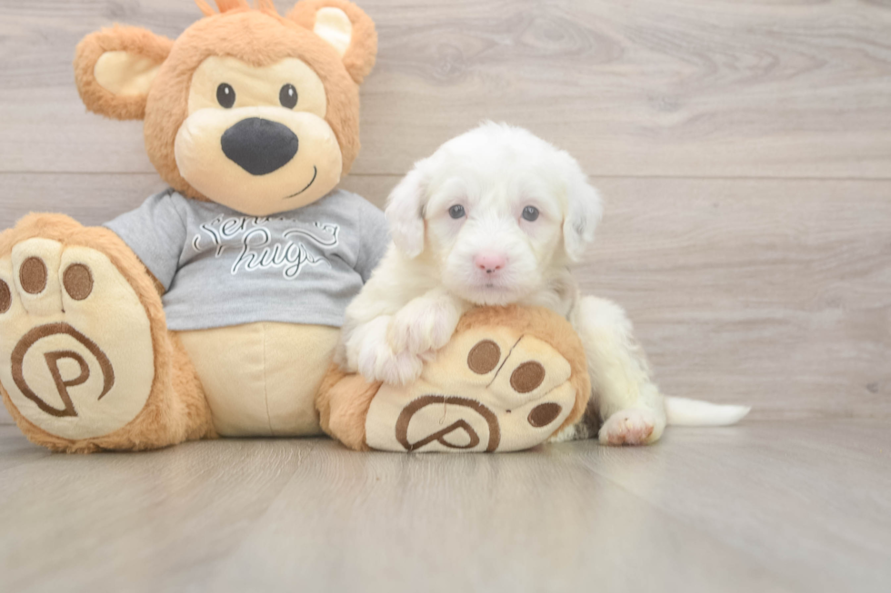 Funny Mini Sheepadoodle Poodle Mix Pup
