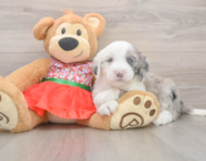 5 week old Mini Sheepadoodle Puppy For Sale - Seaside Pups