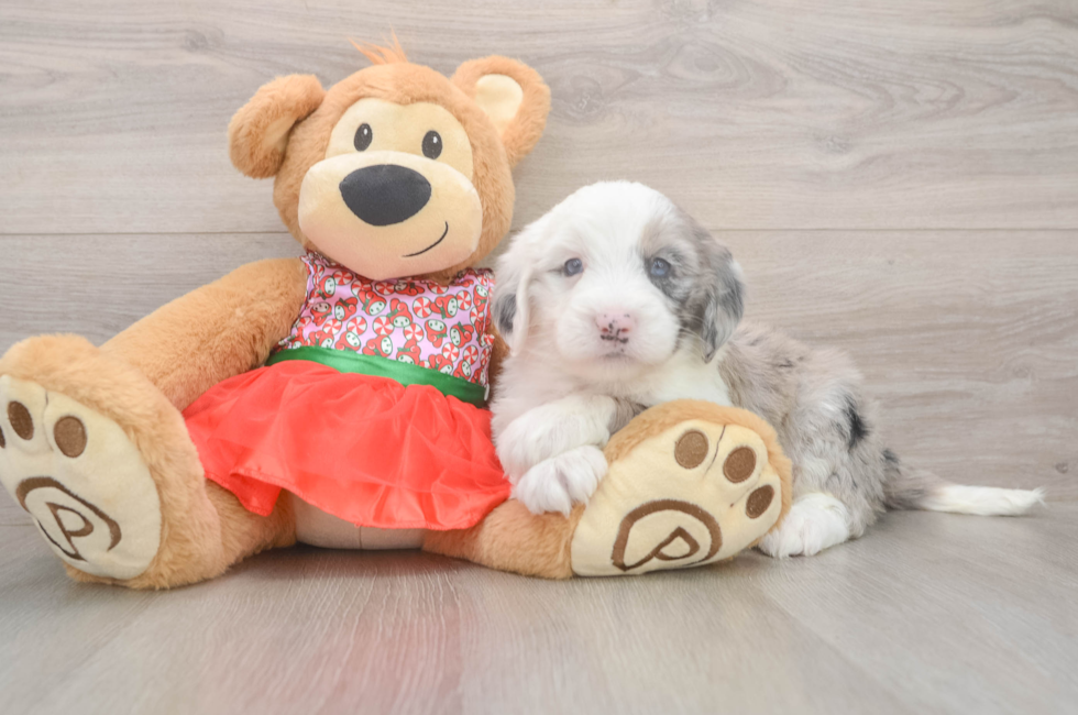 5 week old Mini Sheepadoodle Puppy For Sale - Seaside Pups