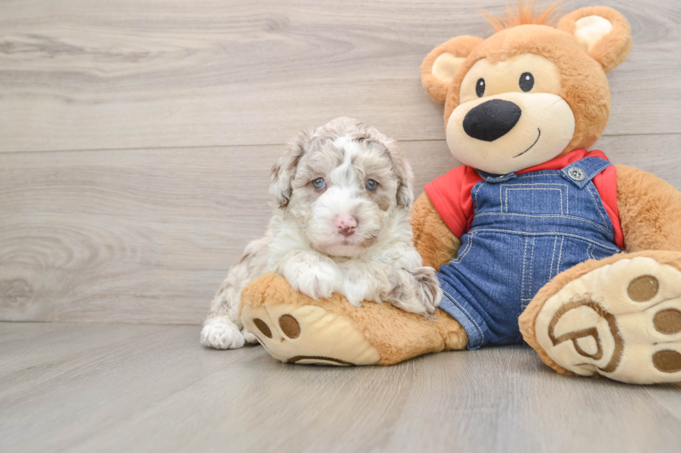 Mini Sheepadoodle Puppy for Adoption