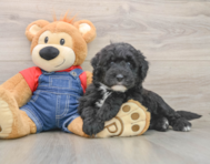 5 week old Mini Sheepadoodle Puppy For Sale - Seaside Pups