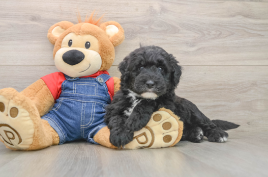 Small Mini Sheepadoodle Baby