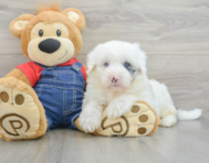 6 week old Mini Sheepadoodle Puppy For Sale - Seaside Pups