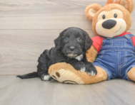 5 week old Mini Sheepadoodle Puppy For Sale - Seaside Pups