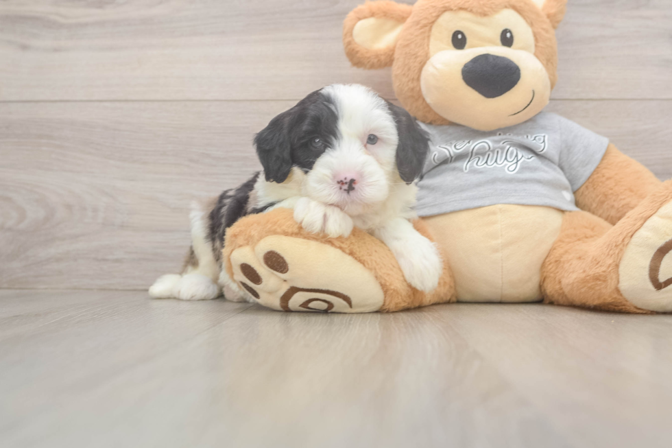 Funny Mini Sheepadoodle Poodle Mix Pup