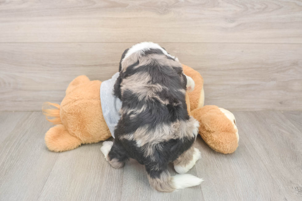 Mini Sheepadoodle Puppy for Adoption