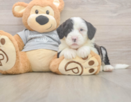 6 week old Mini Sheepadoodle Puppy For Sale - Seaside Pups