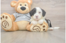 Mini Sheepadoodle Puppy for Adoption